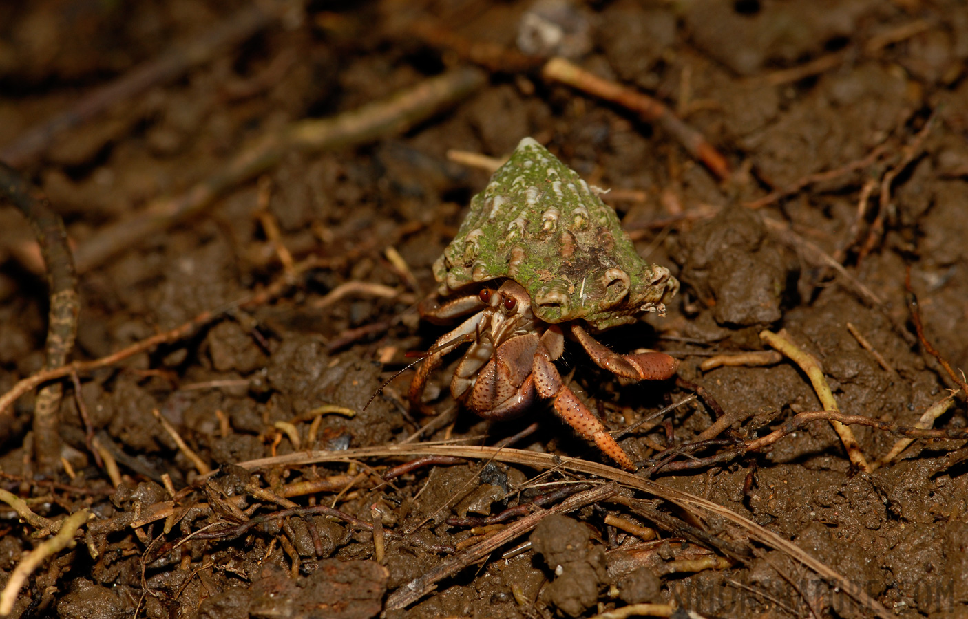 Paguroidea (Superfamily) [105 mm, 1/60 sec at f / 11, ISO 200]